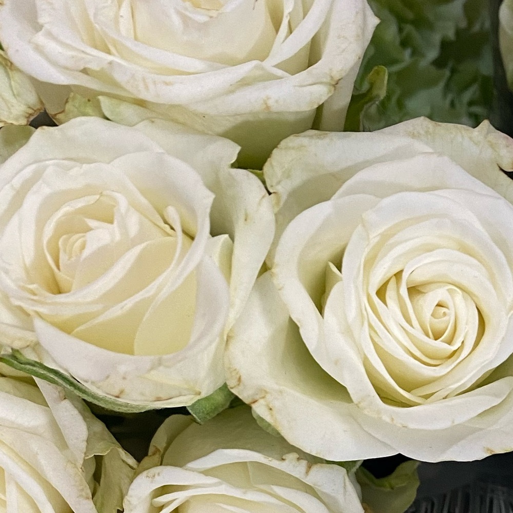 Meet your Posher, Paola